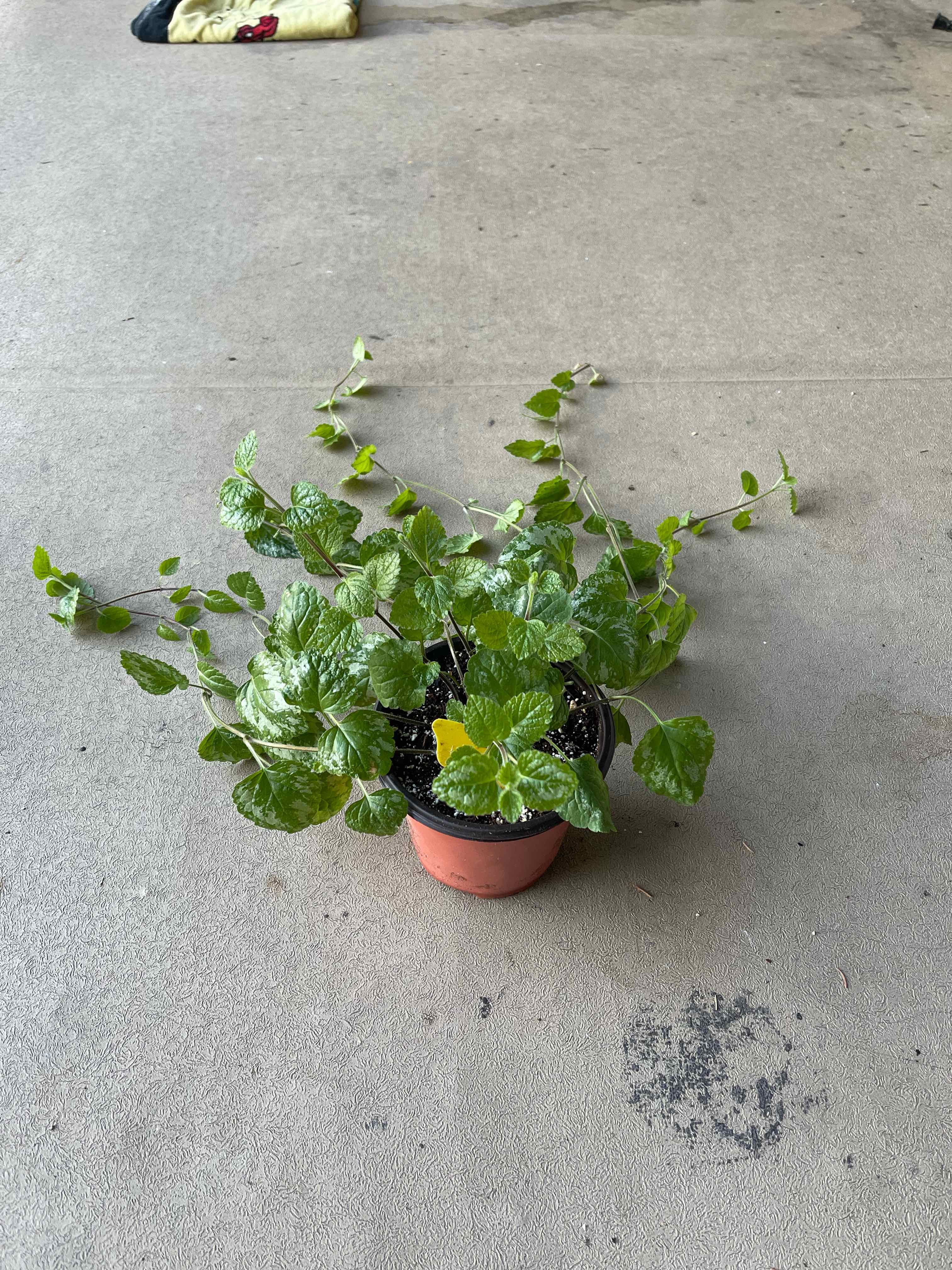 Potted Yellow Archangel plant with green leaves and slight yellowing, on a concrete surface.