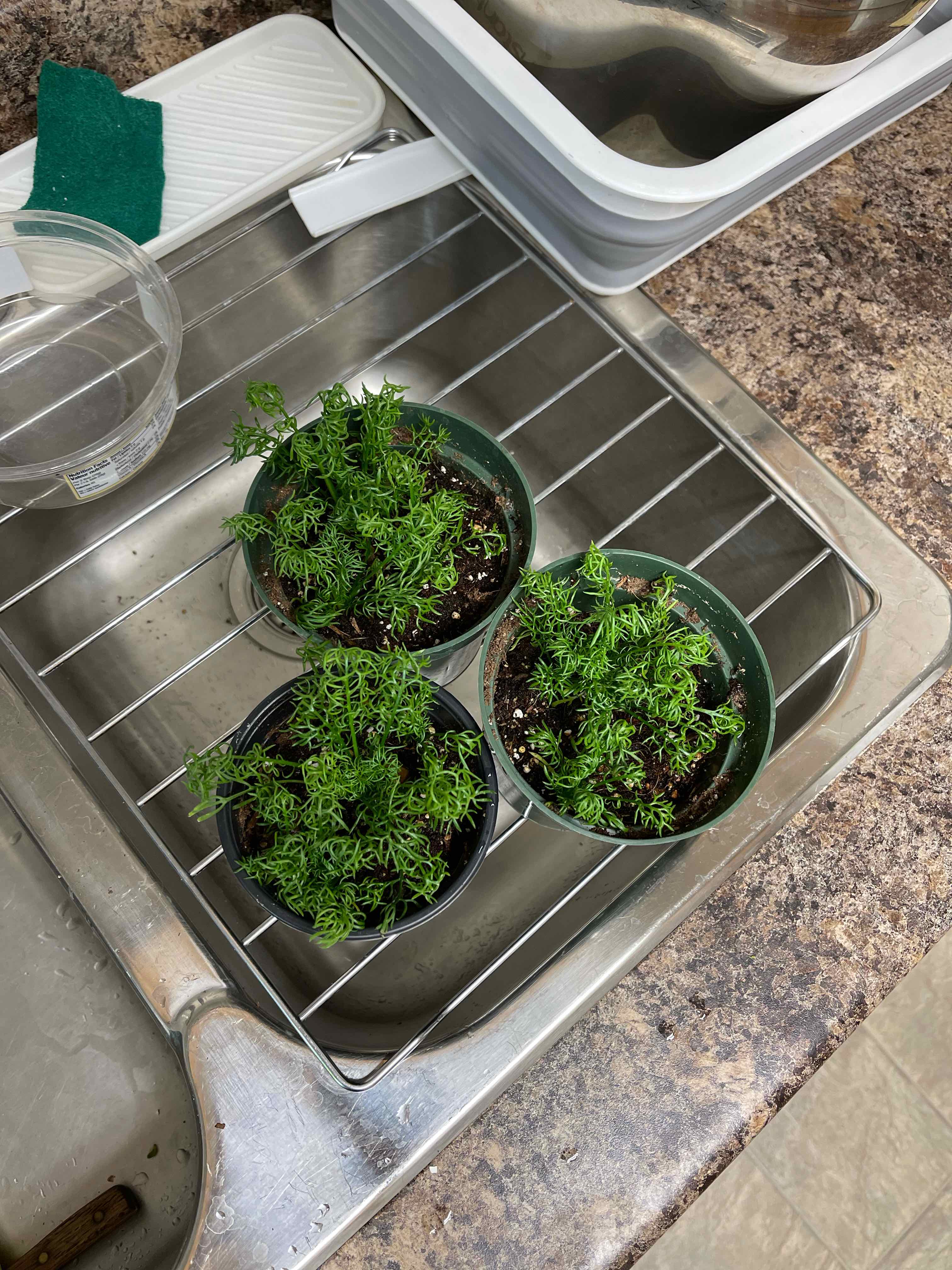 Three small potted German Chamomile plants on a kitchen sink rack.