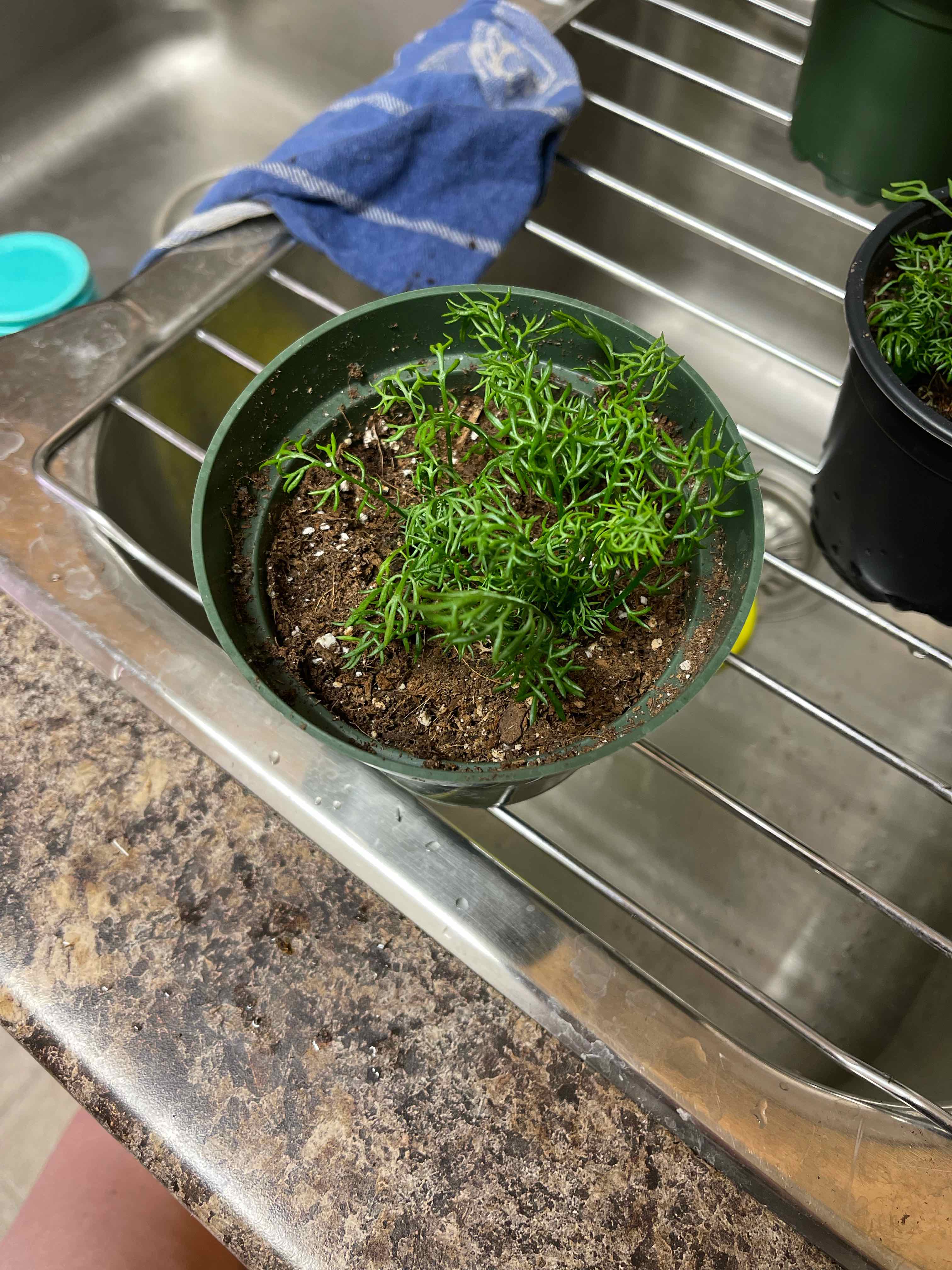 Potted German Chamomile plant with green foliage on a kitchen sink rack.