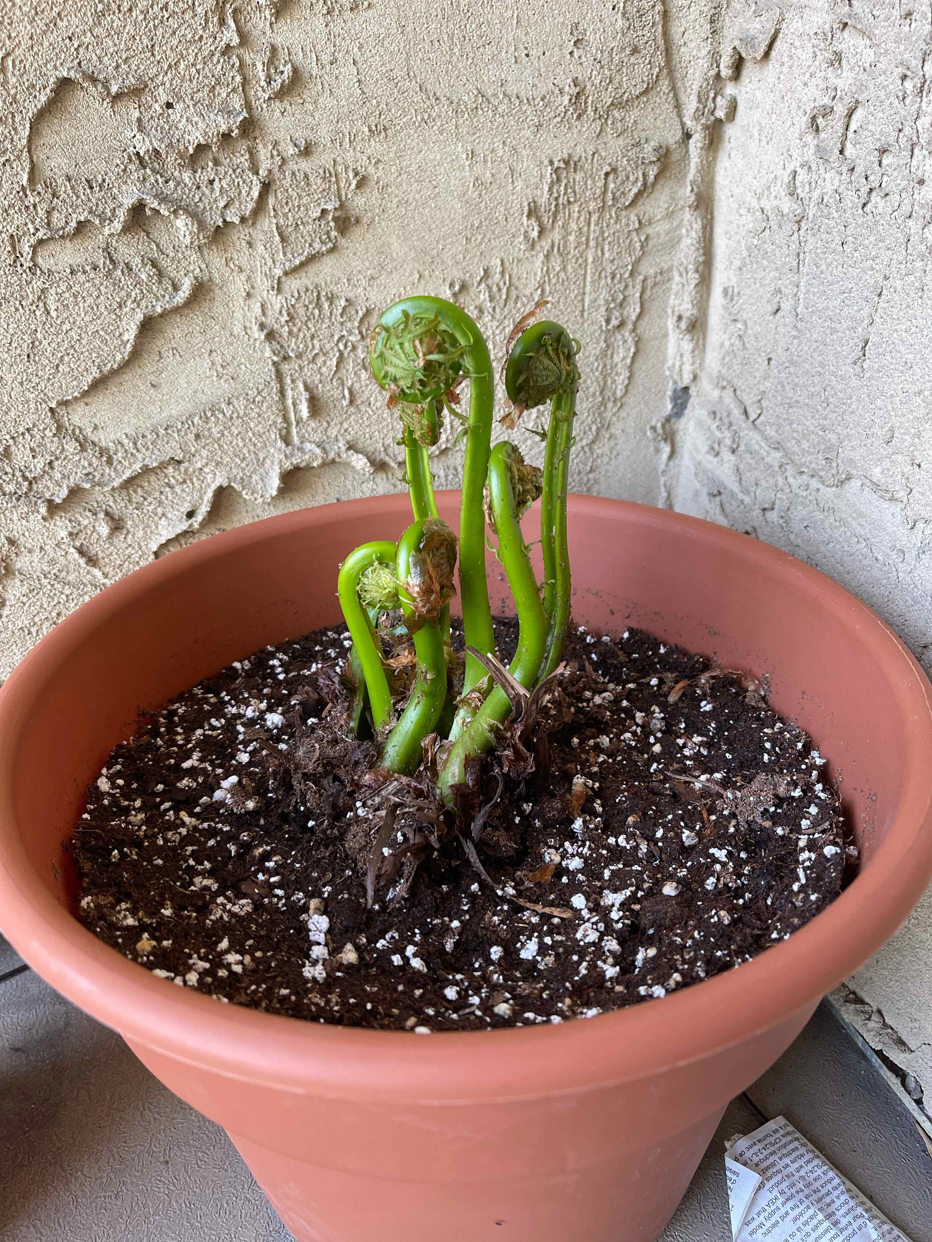 Potted Matteuccia plant with emerging green fronds in well-drained soil.