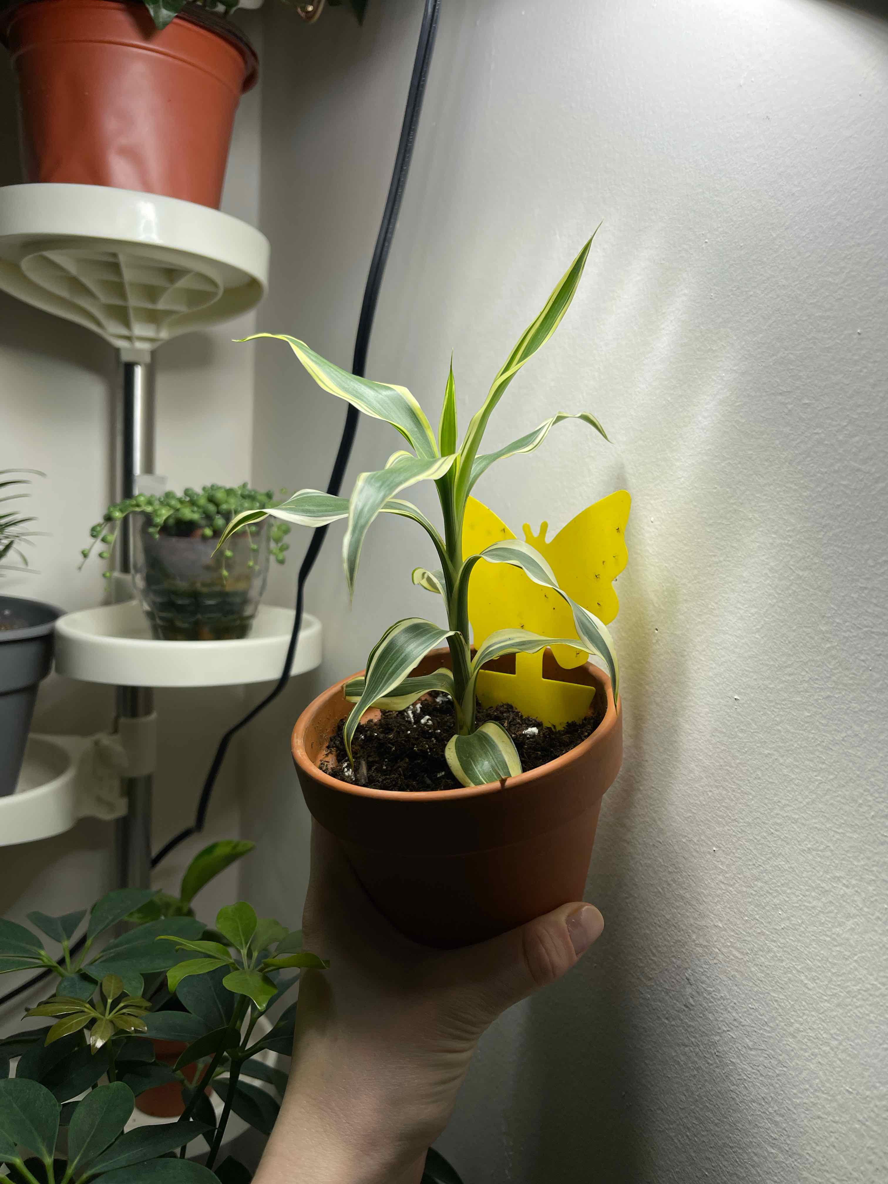 Dracaena 'Sted Sol Cane' plant in a small pot, held by a hand, with visible soil.