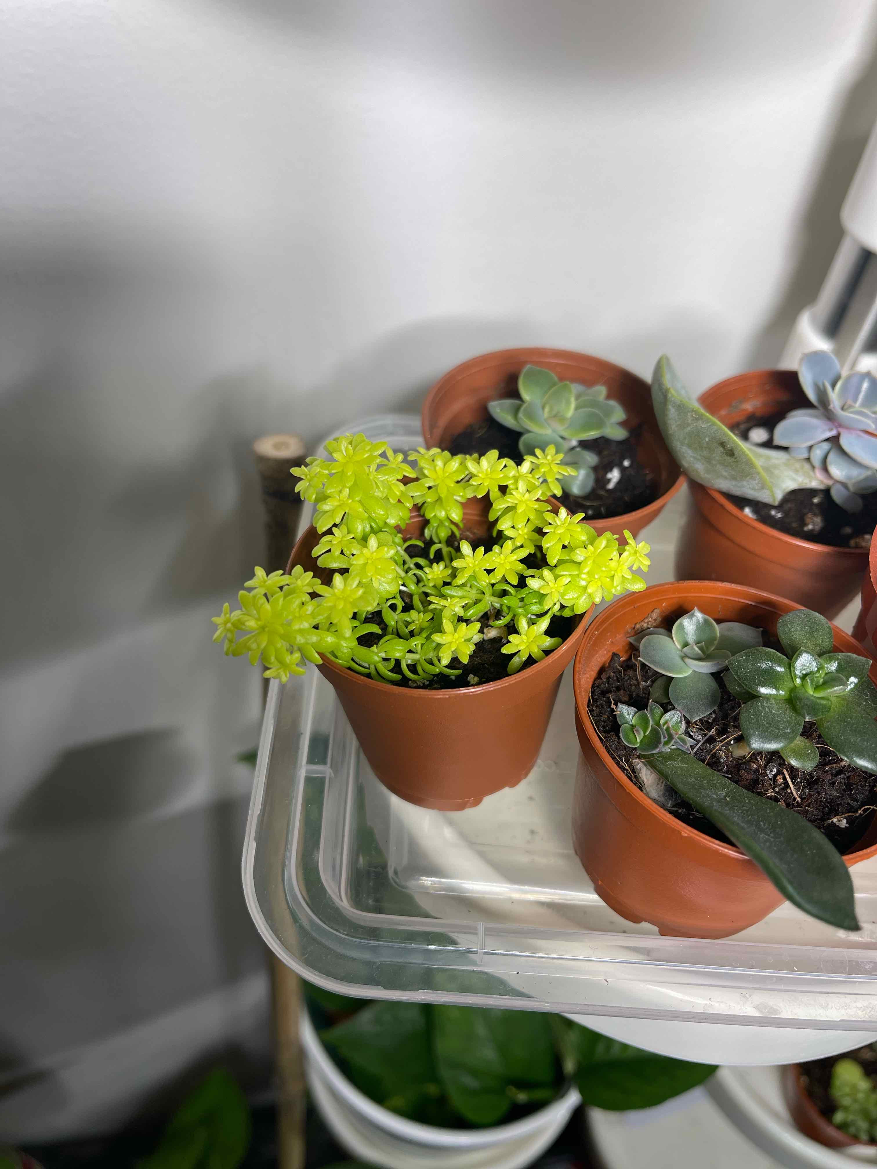 Several small potted plants, with the main subject being a bright green Annual Stonecrop.