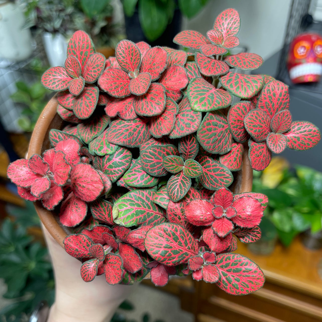 Photo of the plant species Nerve Plant by @KKSlider named Nerve plant on Greg, the plant care app