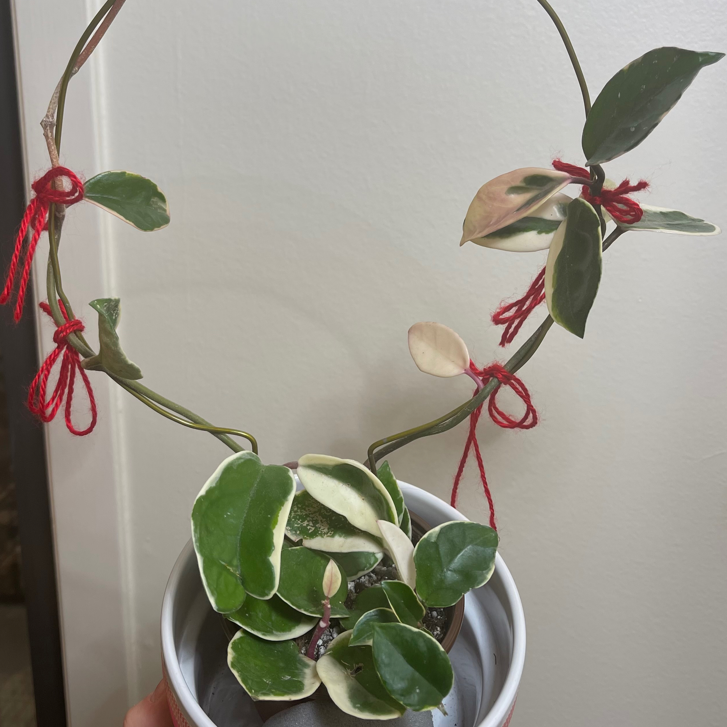 Hoya macrophylla 'Albomarginata' plant in a pot with variegated leaves and red string supports.