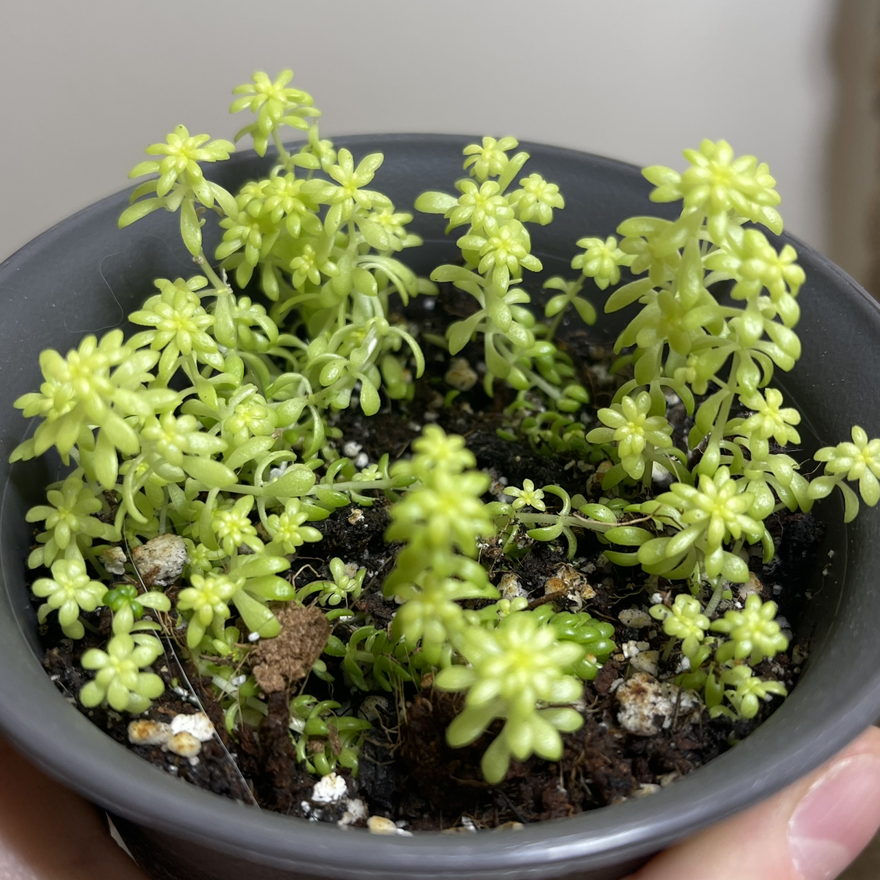 Potted Goldmoss Stonecrop plant with healthy, succulent leaves.