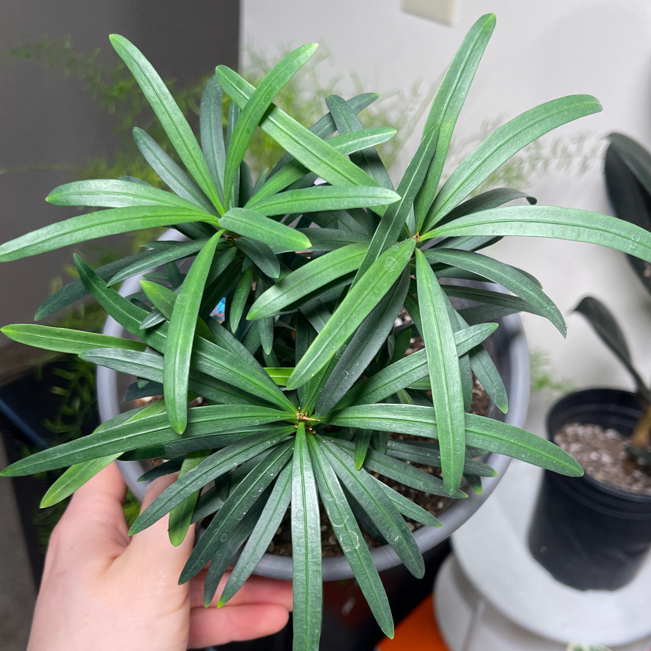 Healthy Podocarpus plant with vibrant green leaves in a pot, held by a hand.