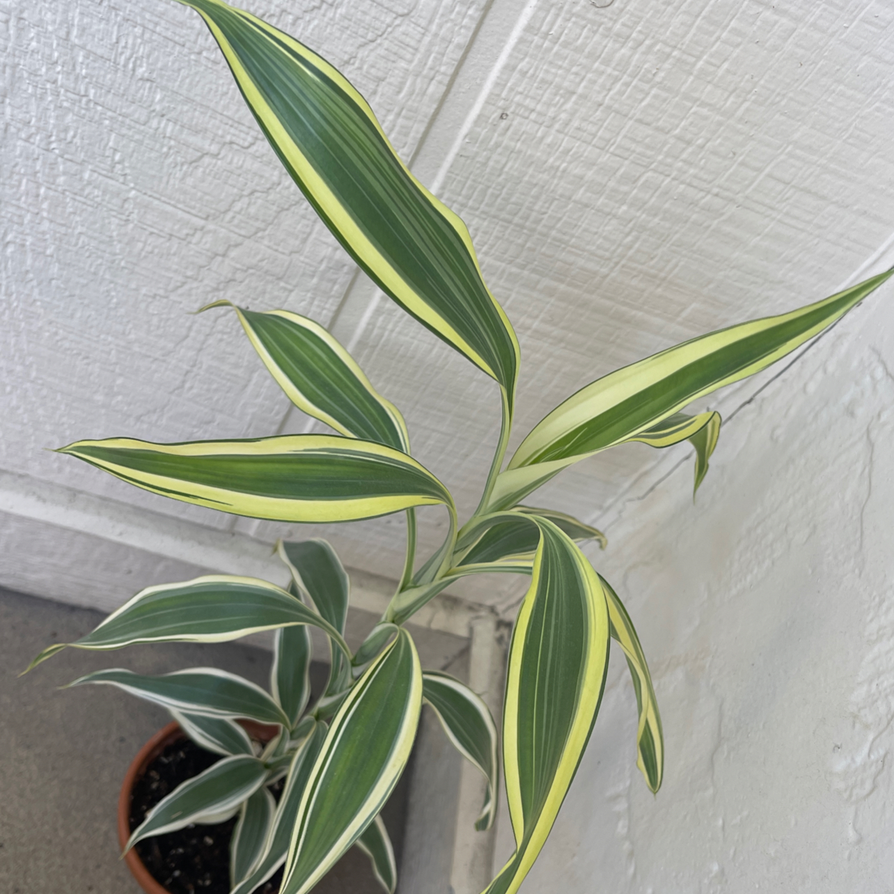 Dracaena 'Sted Sol Cane' plant with variegated leaves in a pot, partially visible soil.
