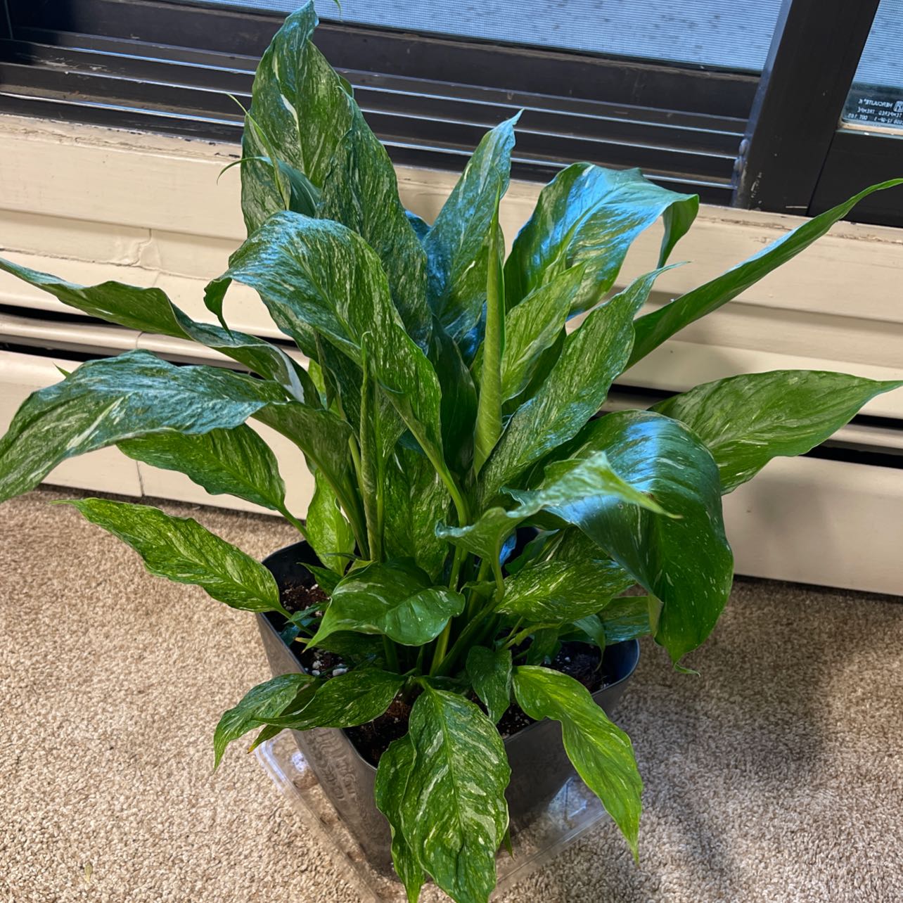 Healthy Variegated Peace Lily with vibrant green leaves near a window.