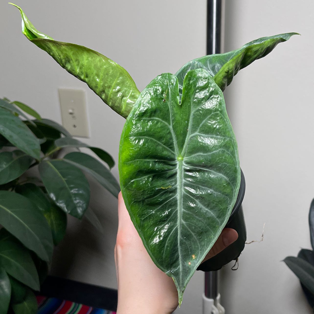 New Guinea Shield plant with glossy green leaves held by a hand.