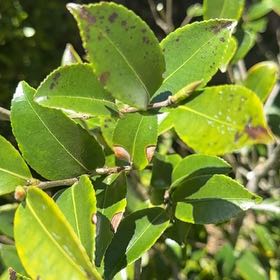 Photo of the plant species sasanqua camellia by @ExpertMaypop named Khaleesi on Greg, the plant care app