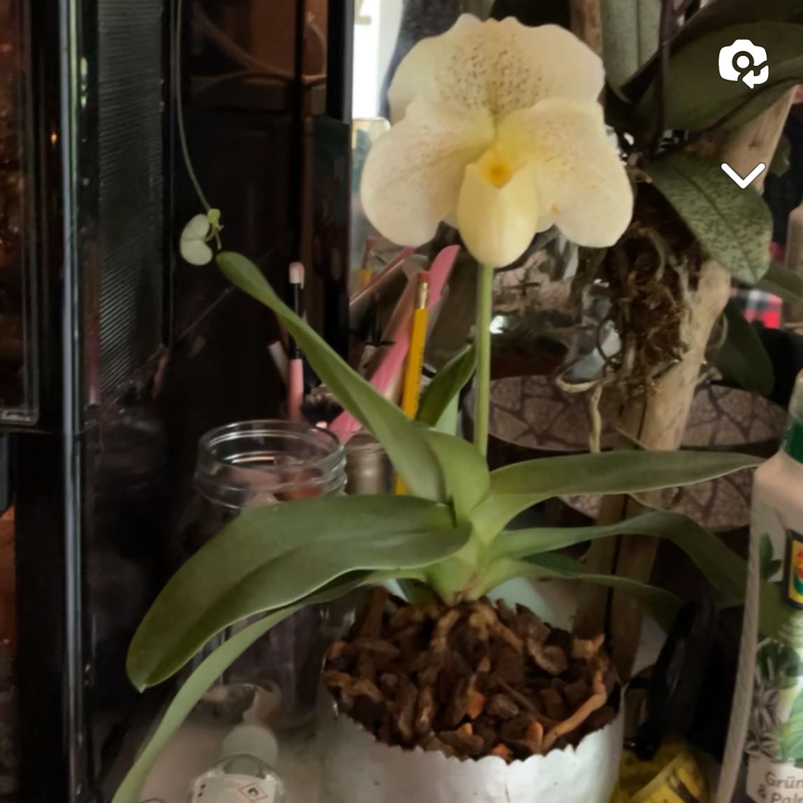 Photo of the plant species Paphiopedilum American Hybrid by @ZingLilacmist named Beckham on Greg, the plant care app