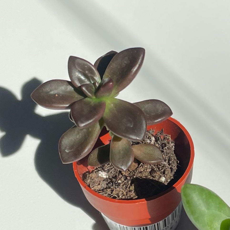 Photo of the plant species Succulent by @ZingLilacmist named Muhammad Ali on Greg, the plant care app