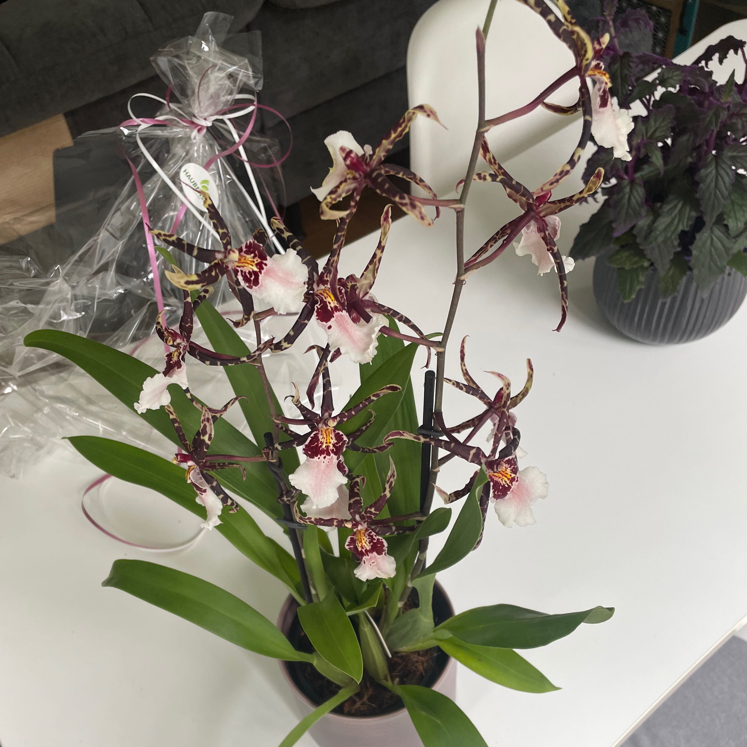 Photo of the plant species Beallara 'Snowblind Sweet Spots' by @ZingLilacmist named Wall-E on Greg, the plant care app