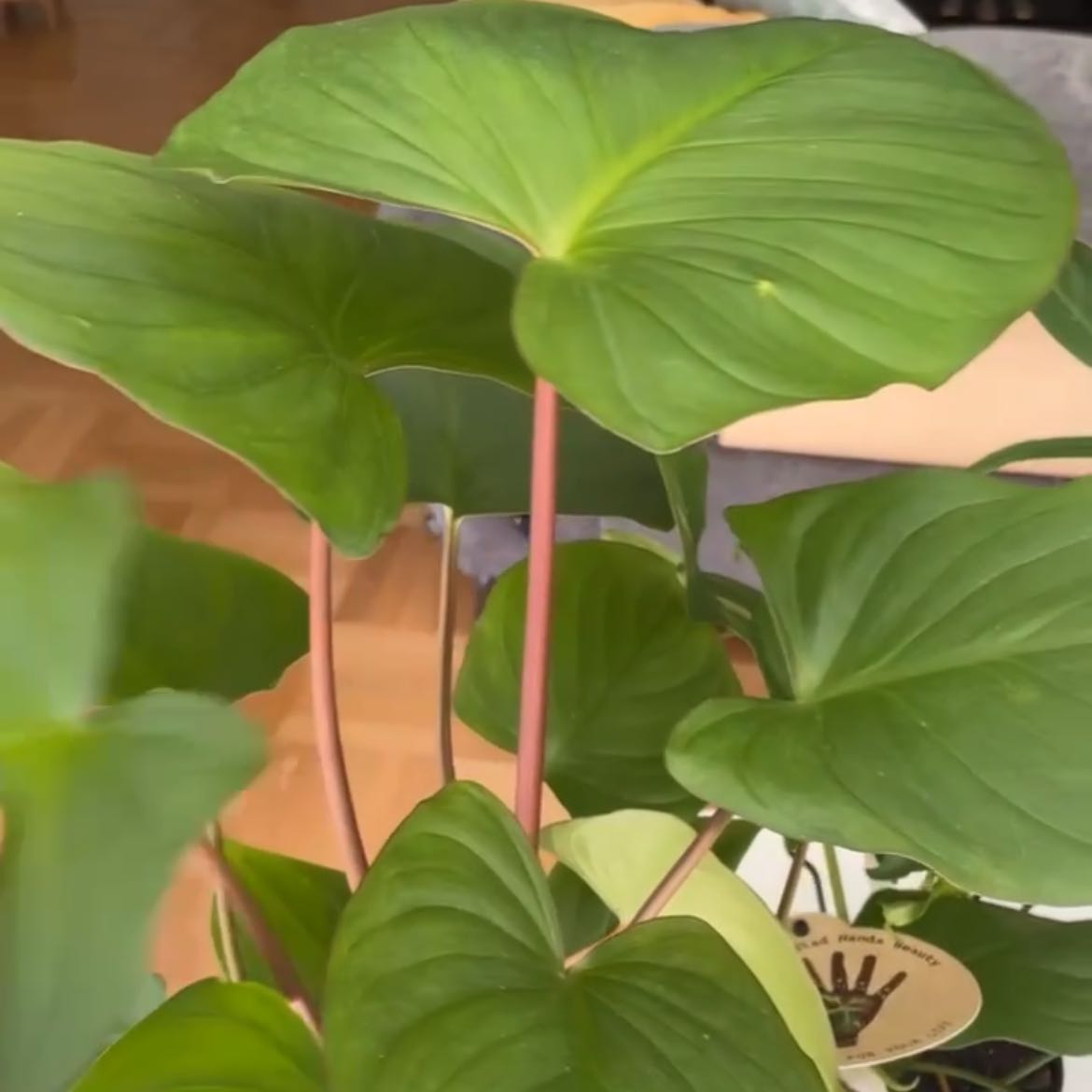 Photo of the plant species Homalomena truncata by @ZingLilacmist named Rainier on Greg, the plant care app