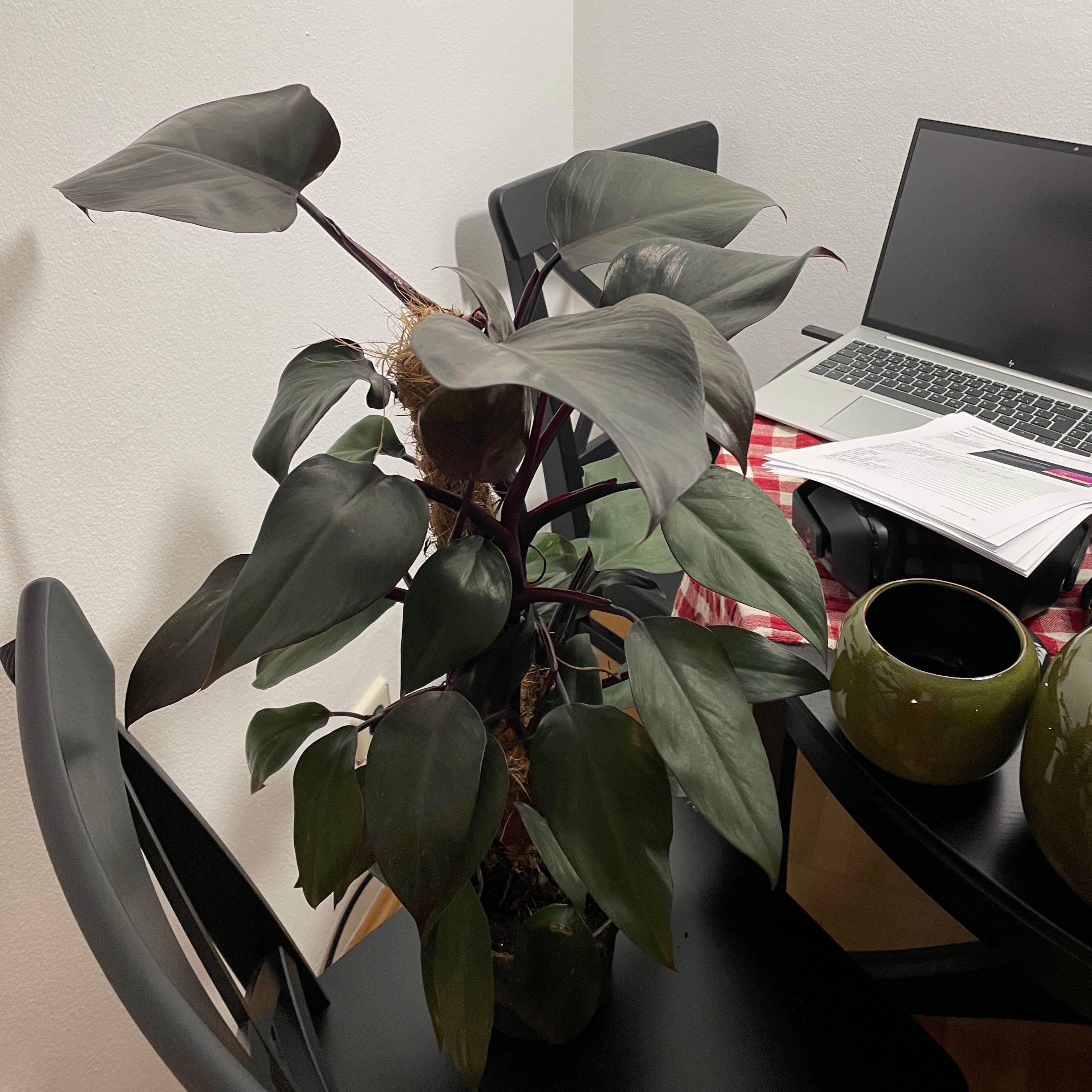 Photo of the plant species Philodendron Burgundy Princess by @ZingLilacmist named Cleopatra on Greg, the plant care app