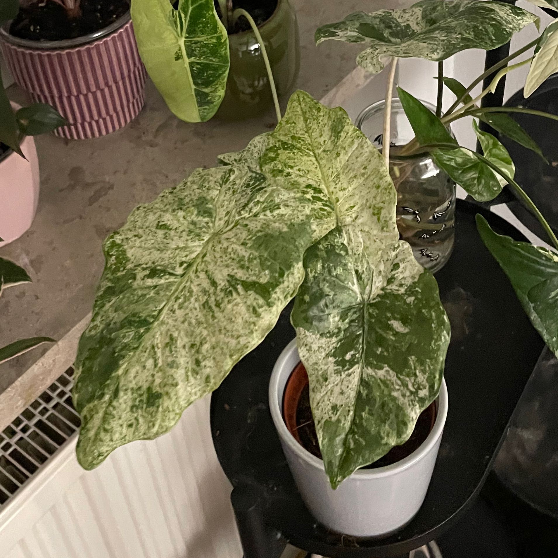 Photo of the plant species Dawn by @ZingLilacmist named Drake on Greg, the plant care app
