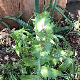 Photo of the plant species Sonchus Oleraceus by @NiceHollowroot named Sigmund on Greg, the plant care app