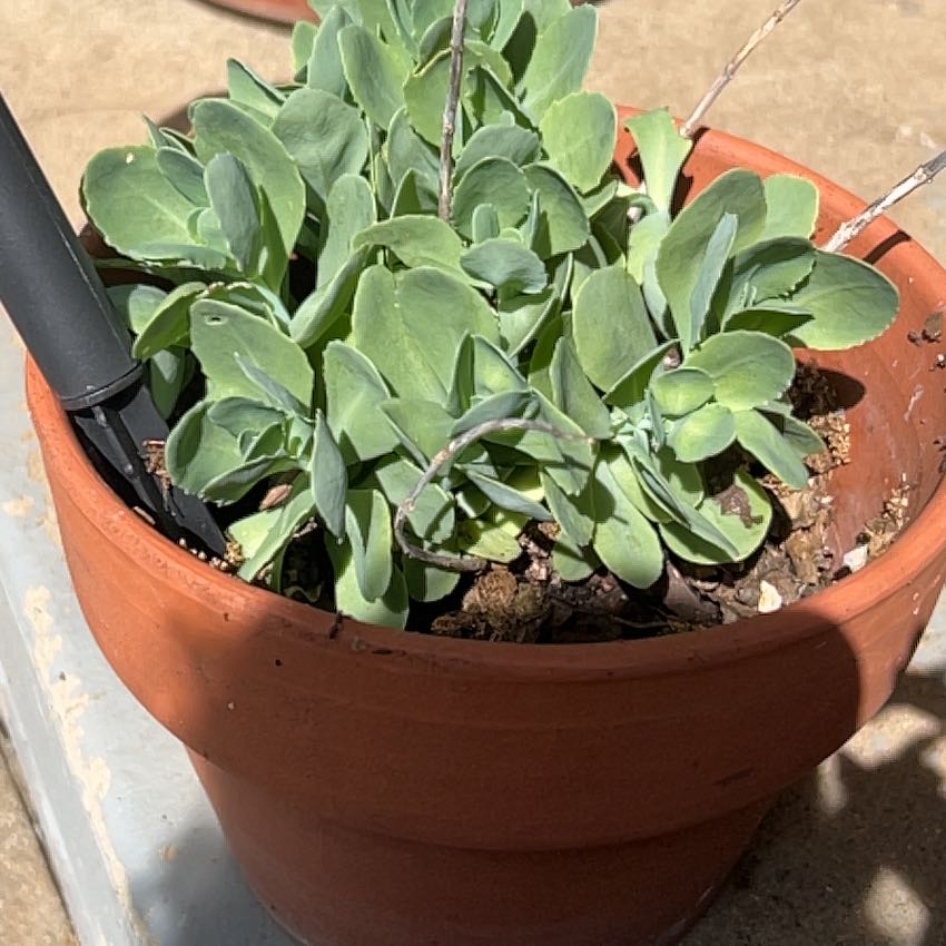 Photo of the plant species Myrtle Spurge by @ChampWhitebroom named Plato on Greg, the plant care app