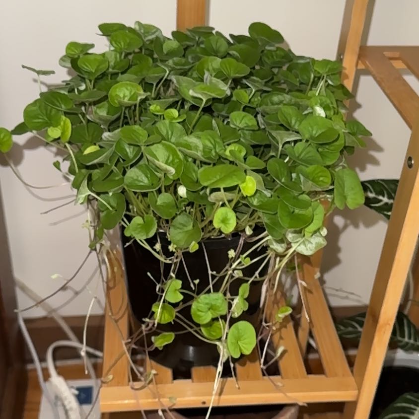 Photo of the plant species Emerald Falls Dichondra by @ToughAmurmaple named Lavender on Greg, the plant care app