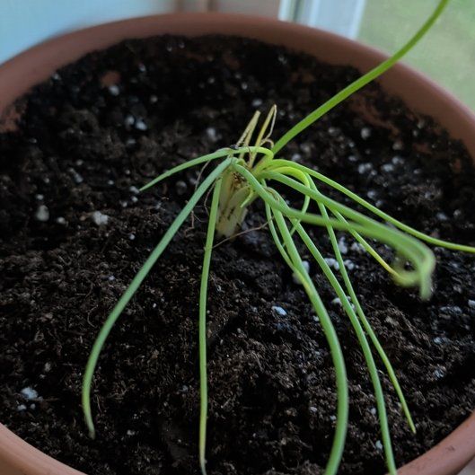 Photo of the plant species Green Onion by @CarrieStar named Ray "Orbison" Onion on Greg, the plant care app