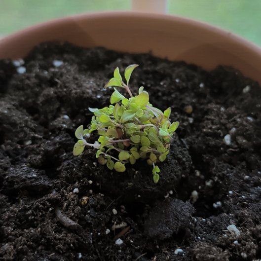 Photo of the plant species Marjoram by @CarrieStar named Dean Marjorum on Greg, the plant care app