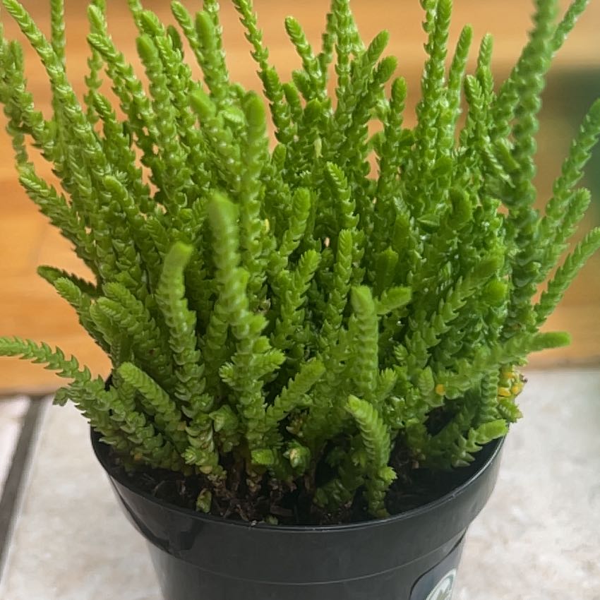 Photo of the plant species Water Chain by @IdolYellowwort named Beyonce on Greg, the plant care app