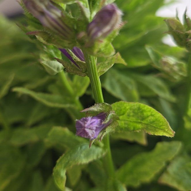 Photo of the plant species Clustered Bellflower by @HeadCurleddock named Kylie on Greg, the plant care app