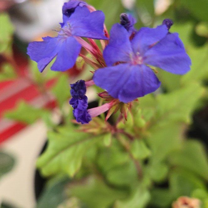 Photo of the plant species Blue Leadwood by @HeadCurleddock named Osmo on Greg, the plant care app