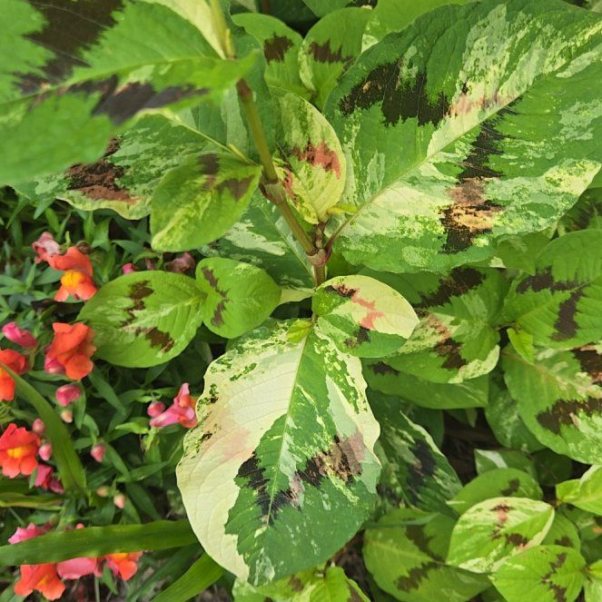 Photo of the plant species Virginia Knotweed by @HeadCurleddock named Sherlock on Greg, the plant care app