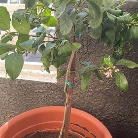 Treeyoncé | A plant by @LargeBacopa on Greg