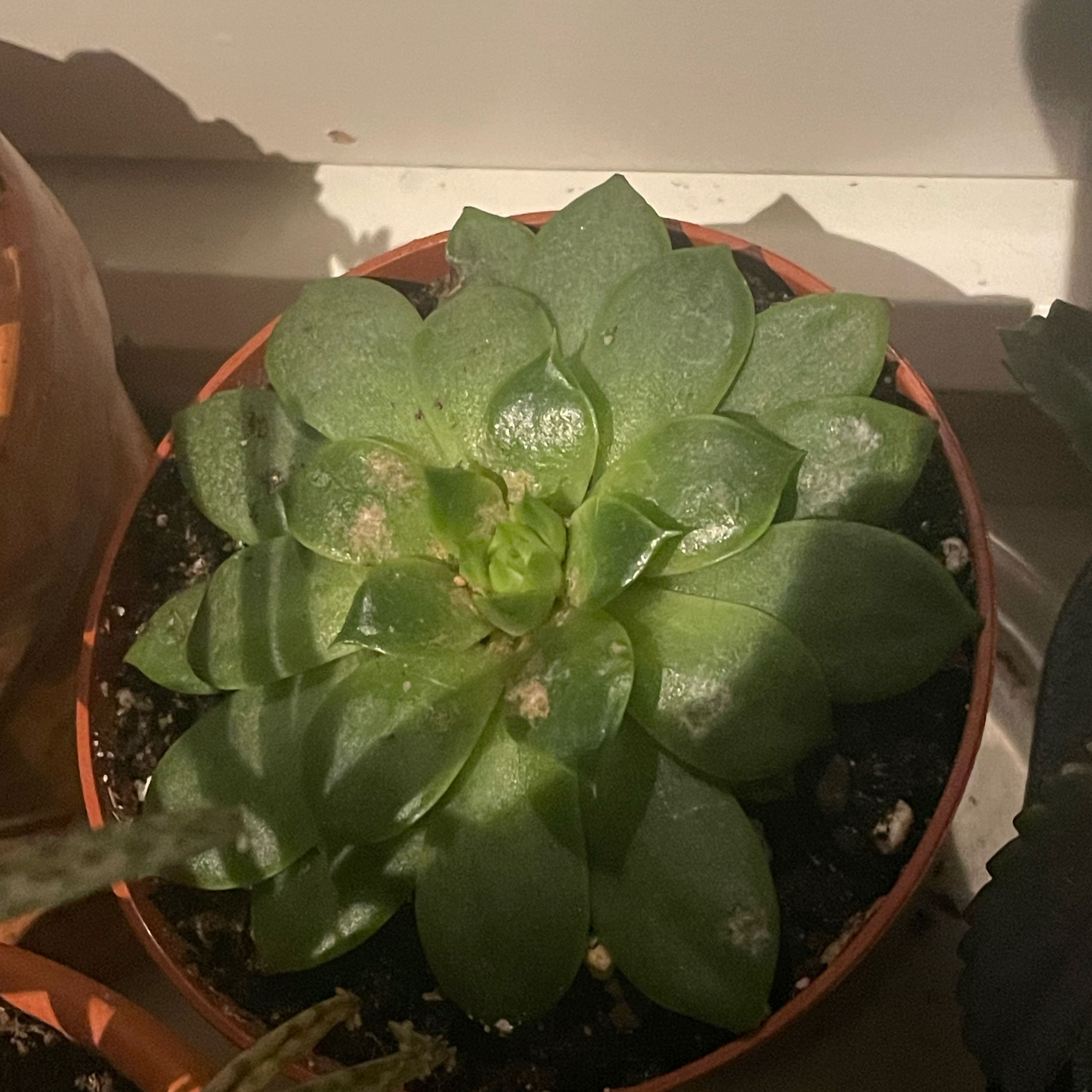 Echeveria 'Lime n' Chile' succulent in a small pot with some leaf discoloration.