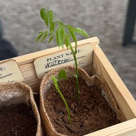 Photo of the plant species Weeping Wisteria by @WholeMarestail named Kobe on Greg, the plant care app