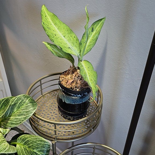 Plant care for Camouflage on Greg, the plant care app