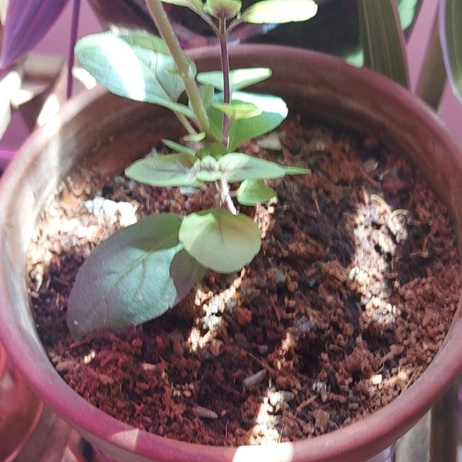 Photo of the plant species African Basil by @GoodEarthstars named Mando on Greg, the plant care app