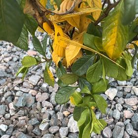 Photo of the plant species Miami Supreme Gardenia by @MotherMangeao named Bigleef Smalls on Greg, the plant care app