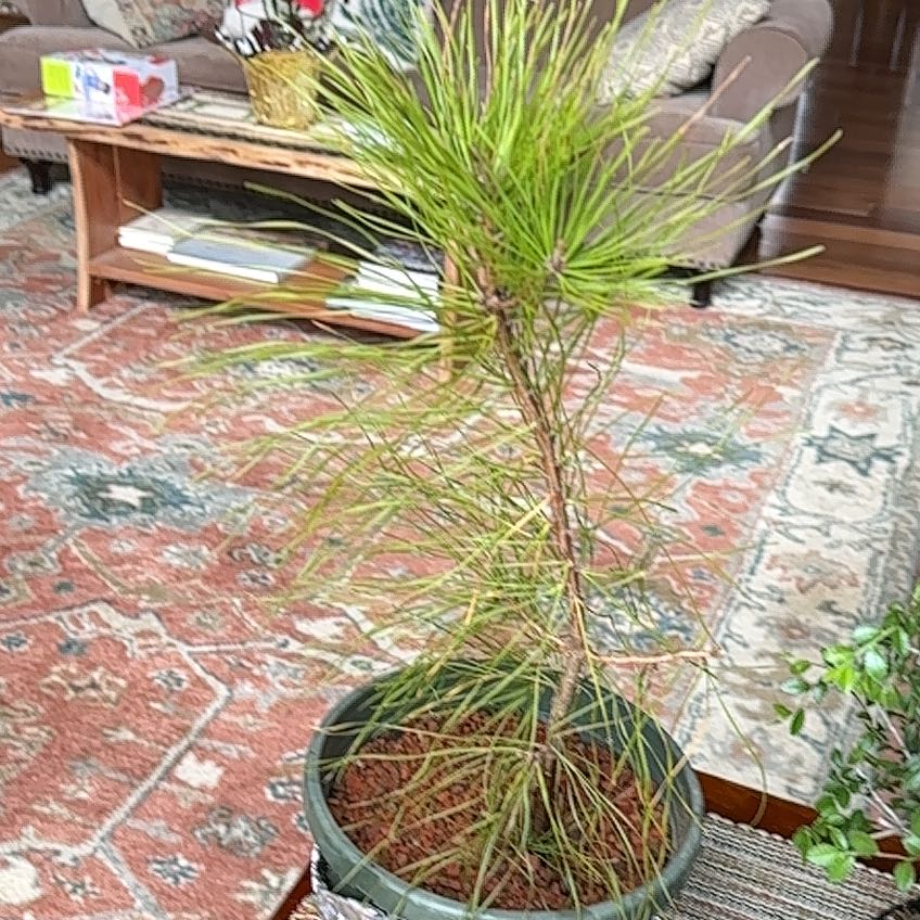 Photo of the plant species Black Pine by @GutsyBirdcherry named Treeyoncé on Greg, the plant care app