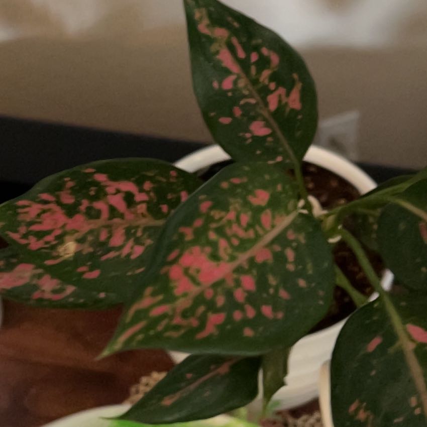 Photo of the plant species Aglaonema 'Red Emerald' by @ChiefChervil named Diana on Greg, the plant care app