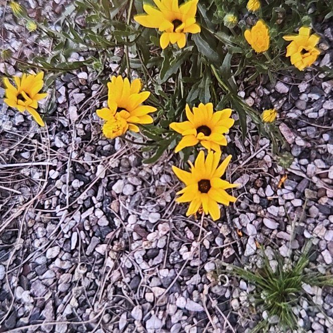 Photo of the plant species Glandular Cape Marigold by @LitheBeeorchid named Gaga on Greg, the plant care app