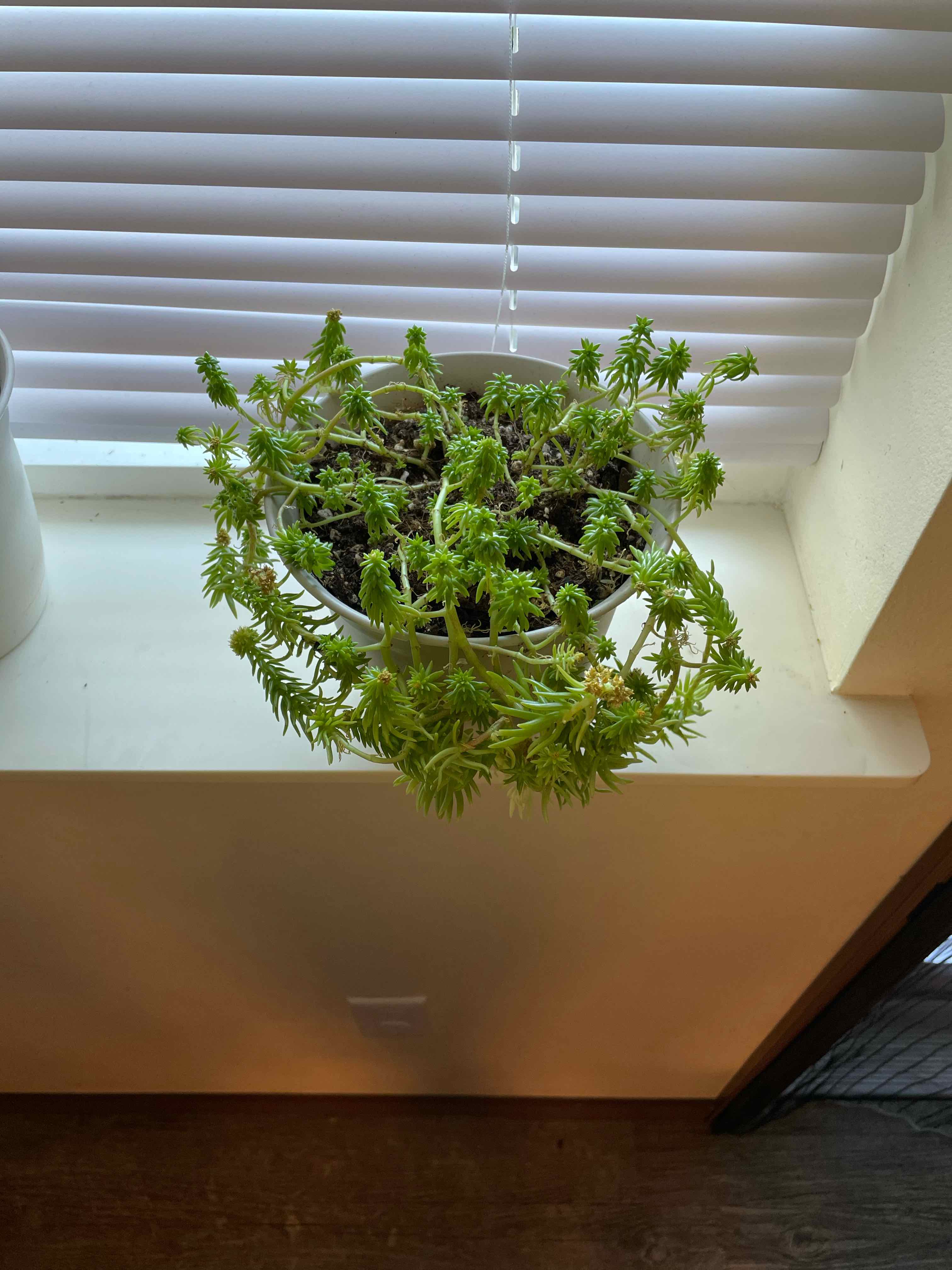 Jenny's Stonecrop plant in a pot on a windowsill with green succulent leaves.