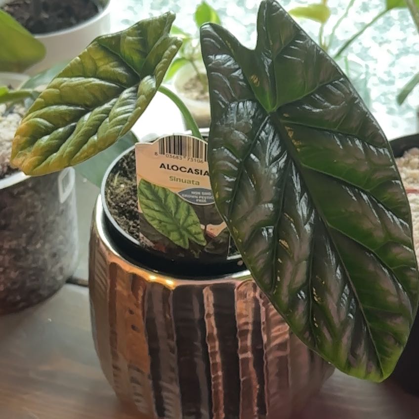 Photo of the plant species Alocasia Mirror Face by @BoldMuntingia named Mollie on Greg, the plant care app