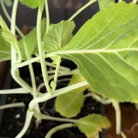 Photo of the plant species Portuguese Kale by @DesiredFicus named Walt on Greg, the plant care app