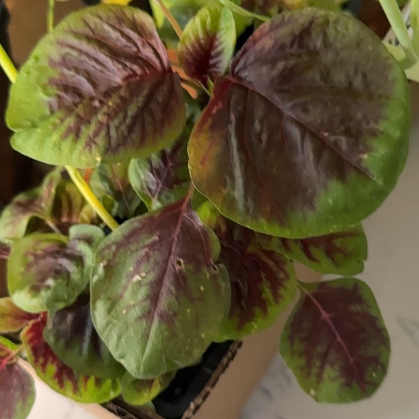 Photo of the plant species Slender Amaranth by @DesiredFicus named Lebron on Greg, the plant care app