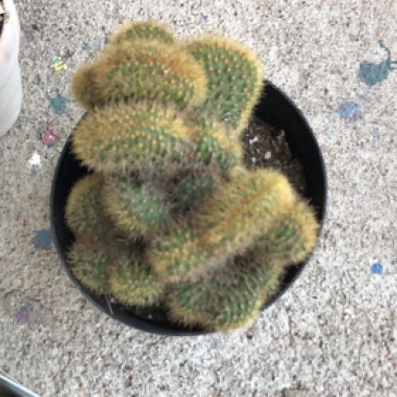 Photo of the plant species Bolivicereus f. cristata by @NovelRubyball named Captain Plant-it on Greg, the plant care app