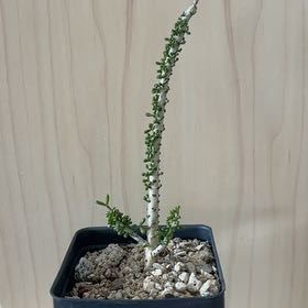 Photo of the plant species Namaqua Porkbush by @IdolGageanator named Diana on Greg, the plant care app