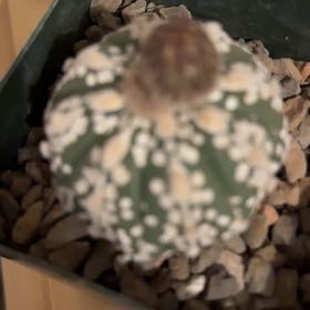 Photo of the plant species Astrophytum asterias 'Kabuto' by @DeanElkclover named Forrest on Greg, the plant care app