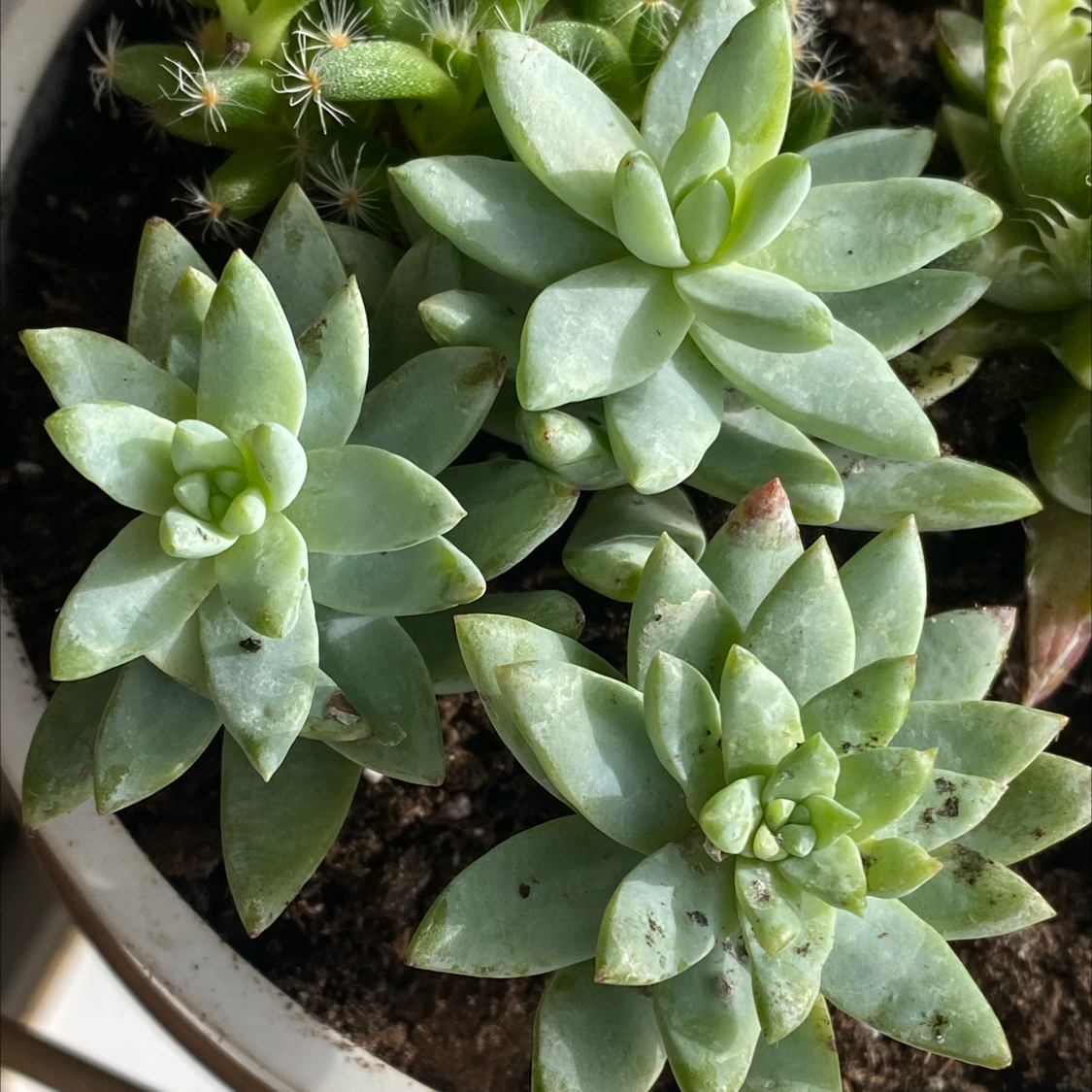 Sedeveria 'Harry Butterfield' succulent with rosette-shaped leaves in a pot.