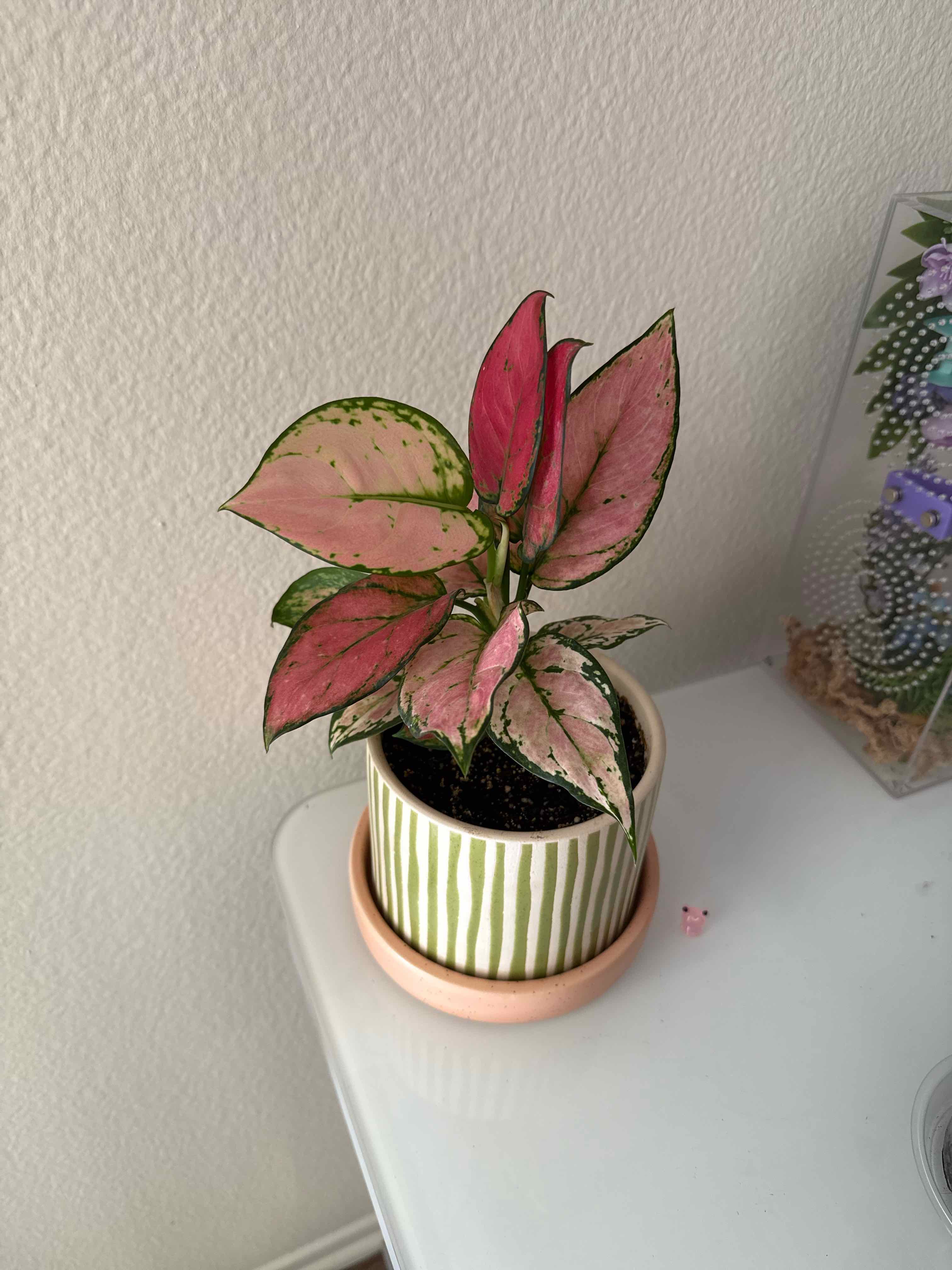 Photo of the plant species chinese evergreen by @tortulune named Sampson on Greg, the plant care app