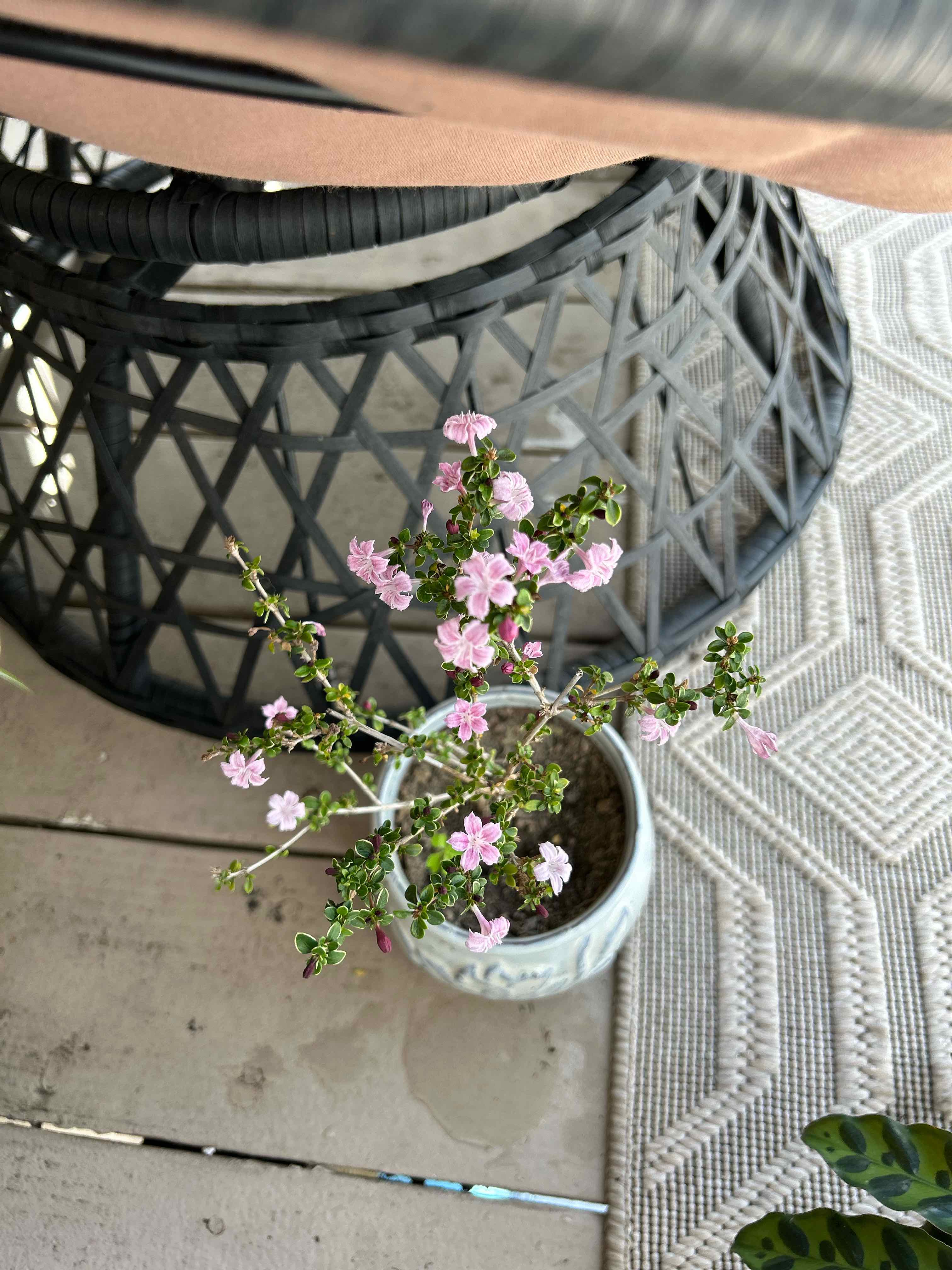 Photo of the plant species Snow Rose by @tortulune named Eliette on Greg, the plant care app