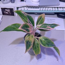 Photo of the plant species Siam Pink Chinese Evergreen by @ToughGrasspea named Stella on Greg, the plant care app