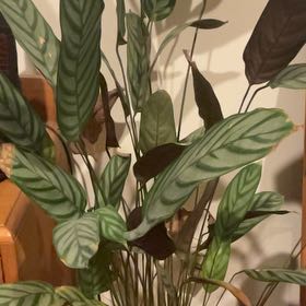 Photo of the plant species Ctenanthe 'Silver Star' by @ShowyOxtongue named Denali on Greg, the plant care app